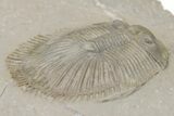 Thysanopeltella (Thysanopeltis) Trilobite - Jorf, Morocco #208951-5